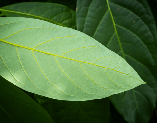 Miracle Leaf or Hype? The Disease Fighting Benefits of Avocado Leaves