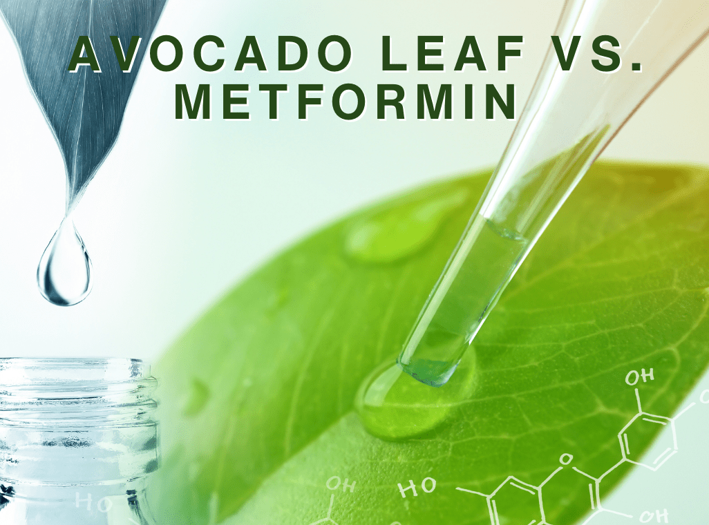Study Reveals Avocado Leaves Outperform Metformin for Diabetes Control