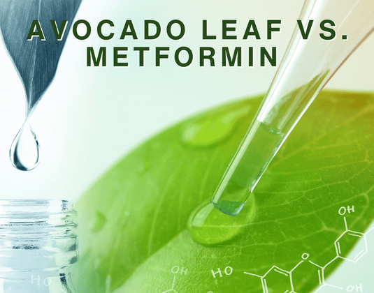 Study Reveals Avocado Leaves Outperform Metformin for Diabetes Control