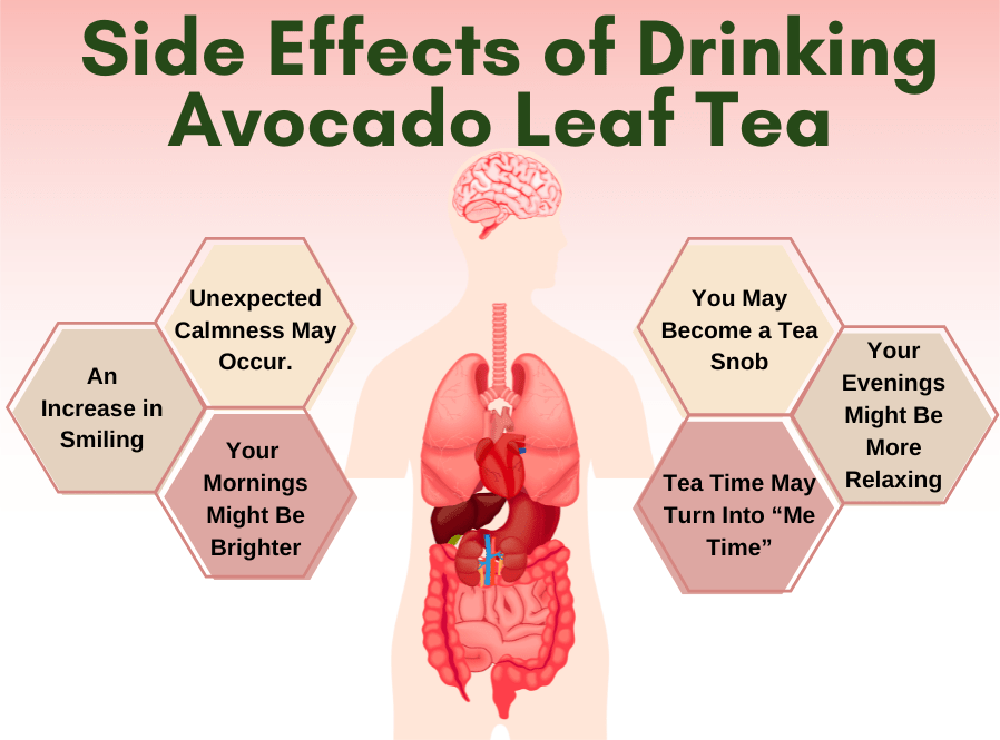 The Surprising Side Effects of Avocado Leaf Tea