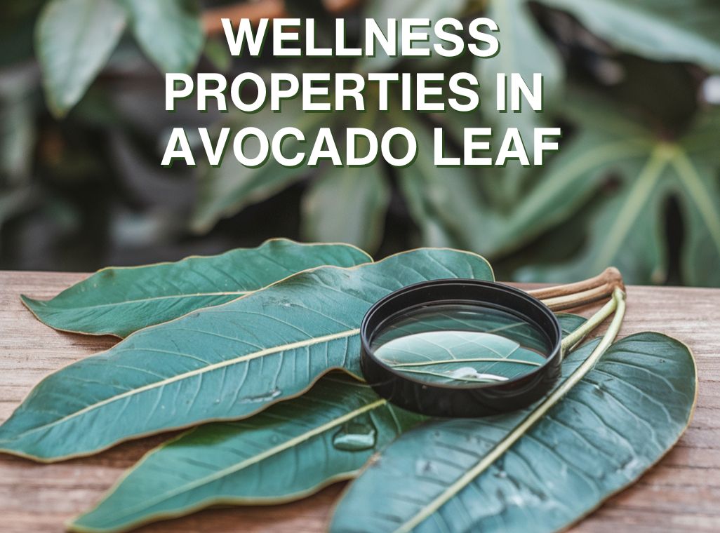 Wellness Properties of The Avocado Leaf