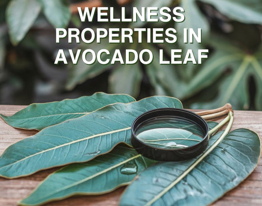 Wellness Properties of The Avocado Leaf