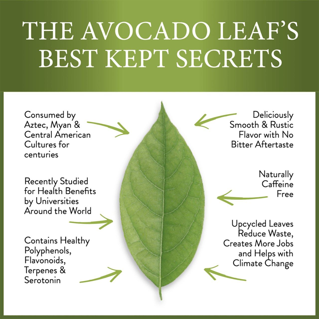 2 Pack Avocado Leaf Tea Black Tea Blend - Avocado Tea Co.