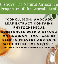 2 Pack Avocado Leaf Tea Natural - Avocado Tea Co.