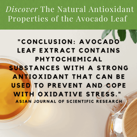2 pack Avocado Natural Leaf - Avocado Tea Co.