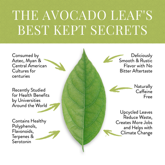 The avocado leafs best kept secrets, naturally caffeine free, healthy polyphenols, drank by aztecs and Myans.