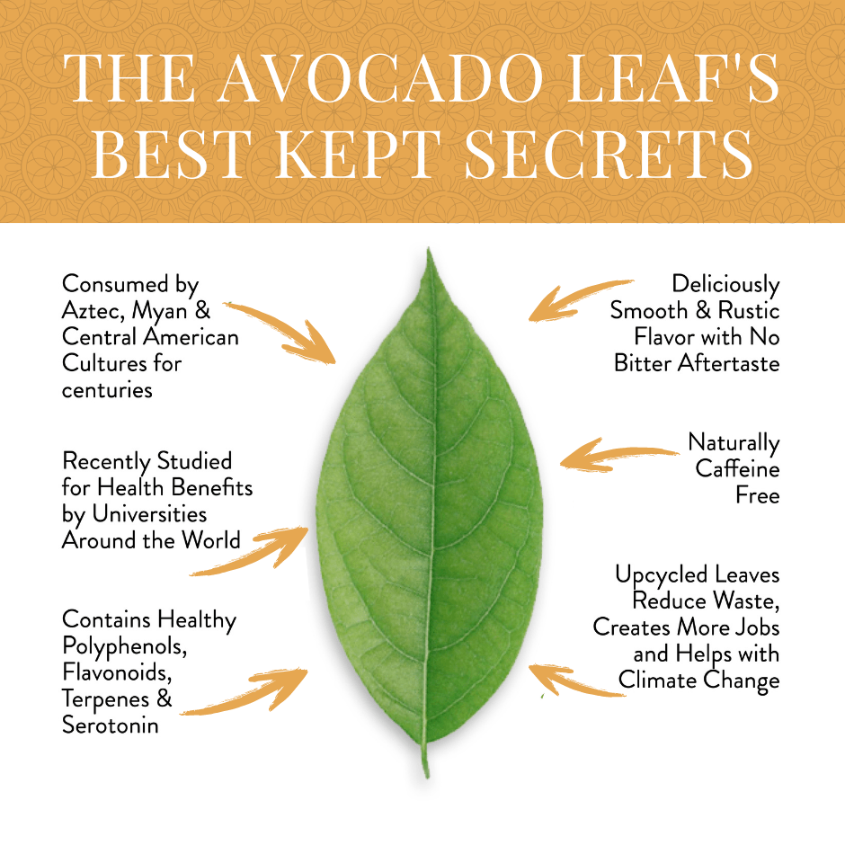 avocado leaf health benefits, drank for centuries by aztecs and Mayans, natural pharmaceutical, holistic tea