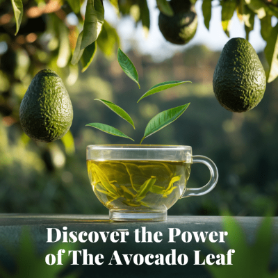 8 Pack Lemon Blend - Wellness Box Refill - Avocado Tea Co.