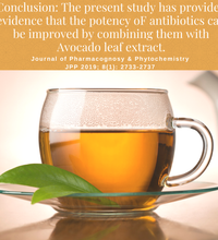 Study on health benefits of avocado leaf tea on improving the potency of antibiotics.