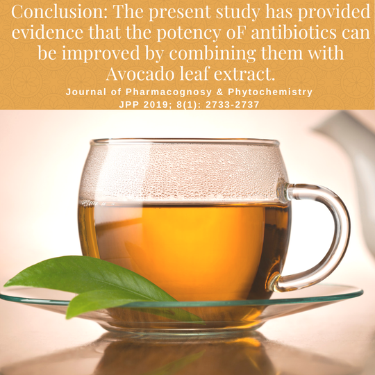 Study on health benefits of avocado leaf tea on improving the potency of antibiotics.