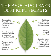 Healthy avocado Leaf, Avocado Tea Co., artisan tea, antioxidant rich, nutritional tea, wellness blend, buy avocado tea