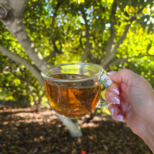 avocado leaf tea in grove